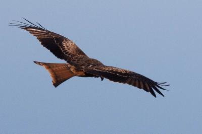 Milan royal Milvus milvus (Linnaeus, 1758)