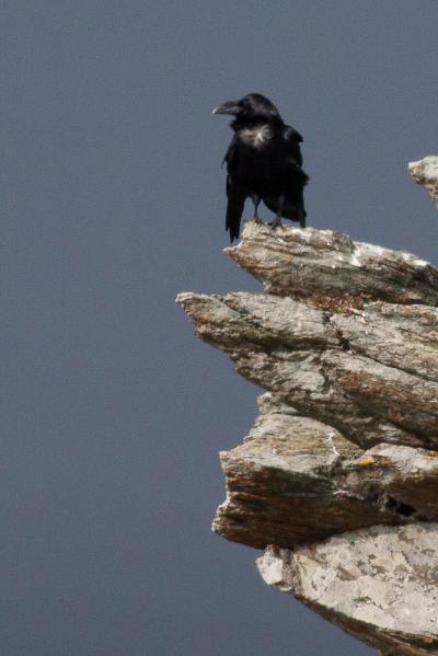 Grand corbeau Corvus corax Linnaeus, 1758