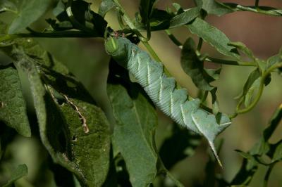 Sphinx du Liseron (Le) Agrius convolvuli (Linnaeus, 1758)