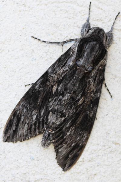 Sphinx du Liseron (Le) Agrius convolvuli (Linnaeus, 1758)