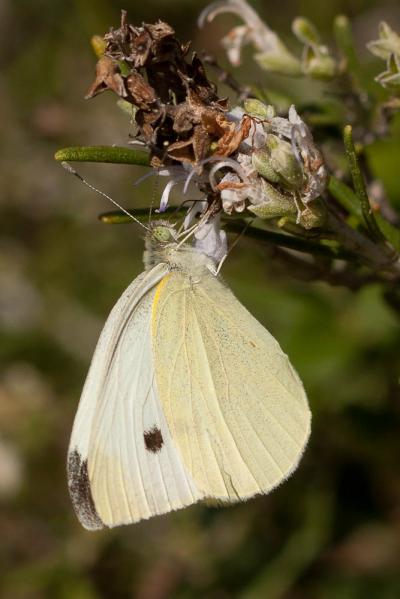 Piéride de la Rave (La), Petit Blanc du Chou (Le), Pieris rapae (Linnaeus, 1758)