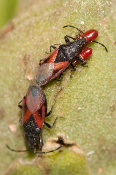  Oxycarenus lavaterae (Fabricius, 1787)