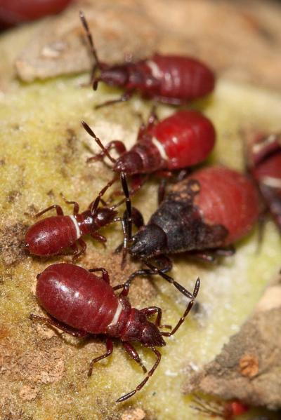  Oxycarenus lavaterae (Fabricius, 1787)