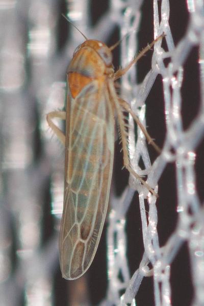  Balclutha frontalis (Ferrari, 1882)