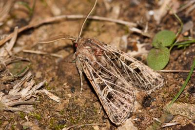 Noctuelle pluviophile (La) Ulochlaena hirta (Hübner, 1813)