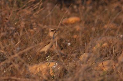 Traquet motteux Oenanthe oenanthe (Linnaeus, 1758)