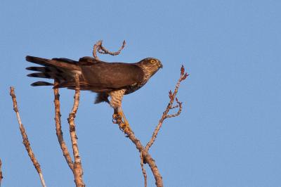 Épervier d'Europe Accipiter nisus (Linnaeus, 1758)