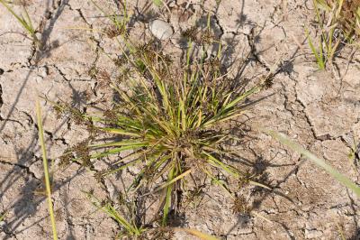 Souchet brun Cyperus fuscus L., 1753