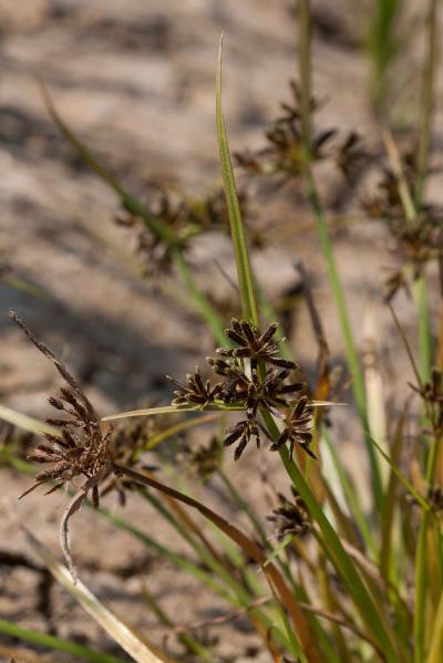 Souchet brun Cyperus fuscus L., 1753
