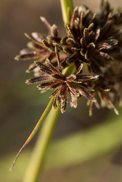 Souchet brun Cyperus fuscus L., 1753