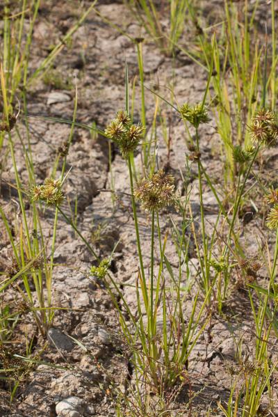 Souchet vigoureux, Souchet robuste Cyperus eragrostis Lam., 1791