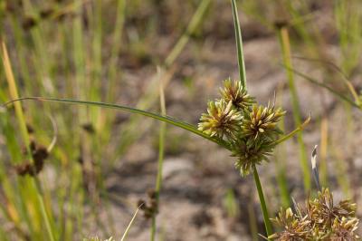 Souchet vigoureux, Souchet robuste Cyperus eragrostis Lam., 1791