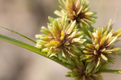 Souchet vigoureux, Souchet robuste Cyperus eragrostis Lam., 1791