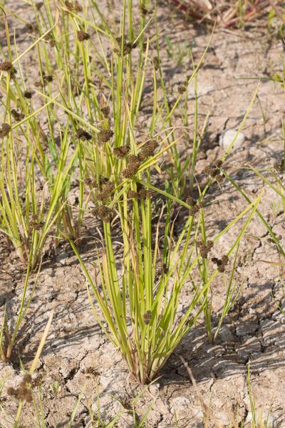 Souchet difforme Cyperus difformis L., 1756