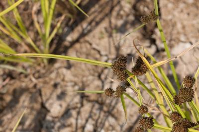 Souchet difforme Cyperus difformis L., 1756