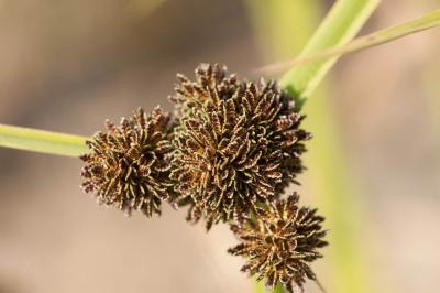 Souchet difforme Cyperus difformis L., 1756