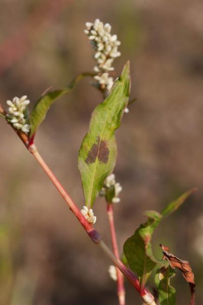 Renouée à feuilles de patience, Renouée gonflée Persicaria lapathifolia (L.) Delarbre, 1800