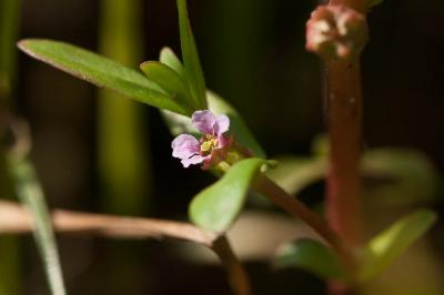 Ammannia écarlate Ammannia coccinea Rottb., 1773