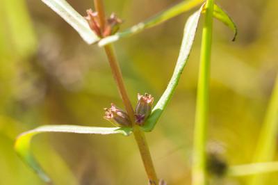 Ammannia écarlate Ammannia coccinea Rottb., 1773