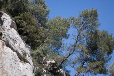 Pin blanc de Provence, Pin d'Alep, Pin blanc Pinus halepensis Mill., 1768