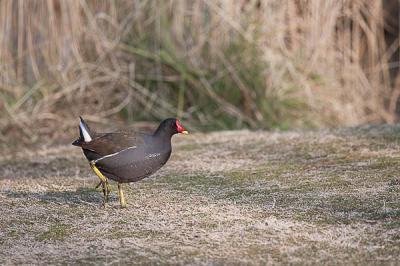Poule-d'eau, Gallinule poule-d'eau Gallinula chloropus (Linnaeus, 1758)