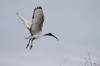 Ibis sacré Threskiornis aethiopicus (Latham, 1790)