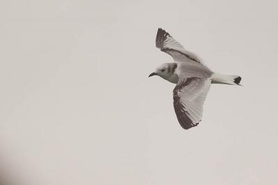 Mouette tridactyle Rissa tridactyla (Linnaeus, 1758)