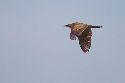 Butor étoilé Botaurus stellaris (Linnaeus, 1758)