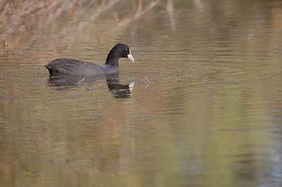 Foulque macroule Fulica atra Linnaeus, 1758