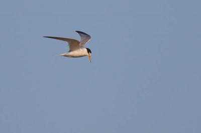 Sterne naine Sternula albifrons (Pallas, 1764)