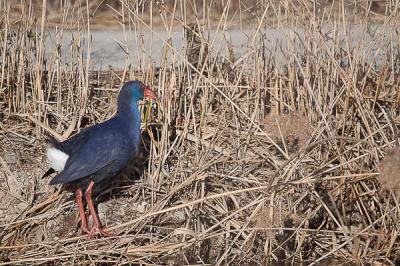Poule sultane, Talève sultane, Porphyrion bleu Porphyrio porphyrio (Linnaeus, 1758)