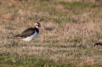 Vanneau huppé Vanellus vanellus (Linnaeus, 1758)