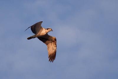 Balbuzard pêcheur Pandion haliaetus (Linnaeus, 1758)