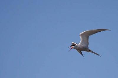 Sterne pierregarin Sterna hirundo Linnaeus, 1758
