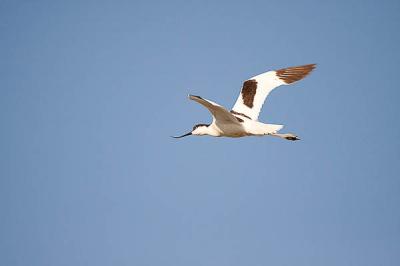 Avocette élégante Recurvirostra avosetta Linnaeus, 1758