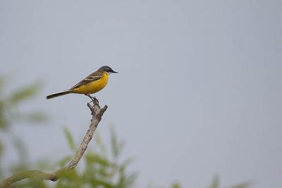 Bergeronnette printanière Motacilla flava Linnaeus, 1758
