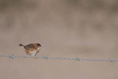 Cisticole des joncs Cisticola juncidis (Rafinesque, 1810)