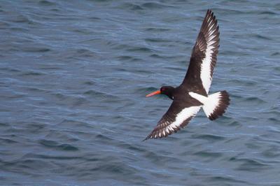 Huîtrier pie Haematopus ostralegus Linnaeus, 1758