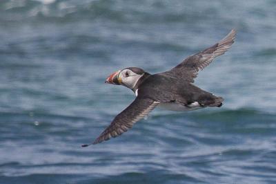 Macareux moine Fratercula arctica (Linnaeus, 1758)