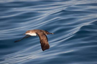 Puffin yelkouan Puffinus yelkouan (Acerbi, 1827)