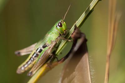 Criquet des pâtures, Oedipode parallèle Pseudochorthippus parallelus (Zetterstedt, 1821)