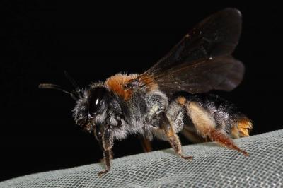  Andrena haemorrhoa (Fabricius, 1781)