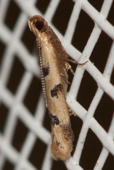  Mesophleps oxycedrella (Millière, 1871)