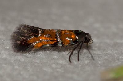  Chrysoesthia drurella (Fabricius, 1775)