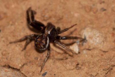  Xysticus ulmi (Hahn, 1831)