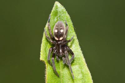  Titanoeca quadriguttata (Hahn, 1833)