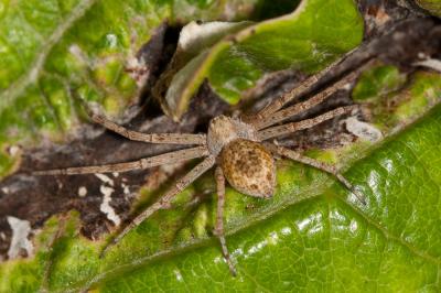  Philodromus aureolus (Clerck, 1758)