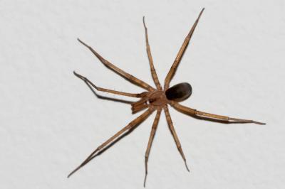 Filistate perfide Filistata insidiatrix (Forskål, 1775)