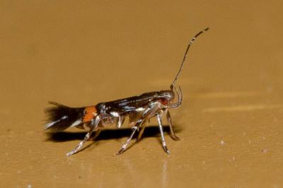  Cosmopterix pulchrimella Chambers, 1875