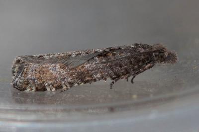  Rhopobota stagnana (Denis & Schiffermüller, 1775)